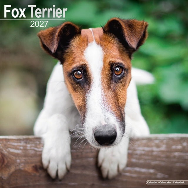Fox Terrier By Avonside Publishing
