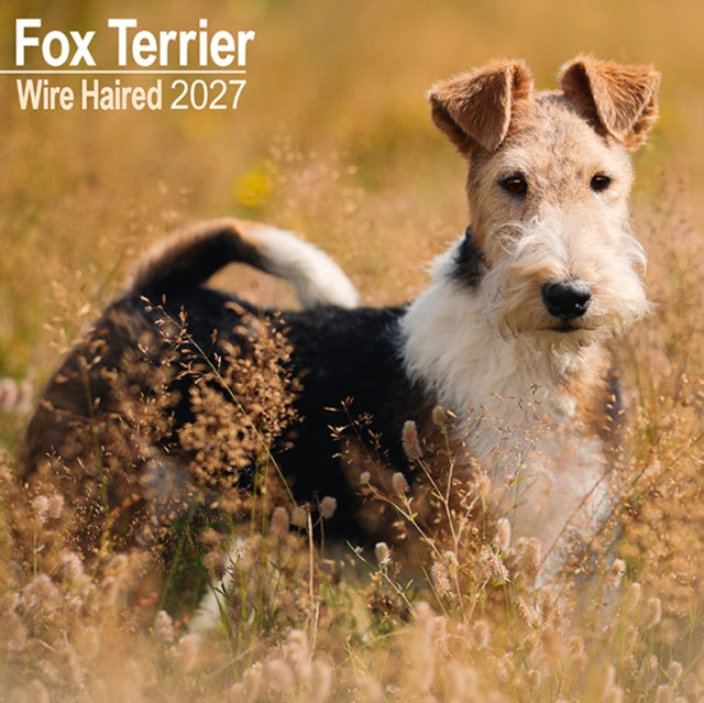 Fox Terrier Wirehaired By Avonside Publishing