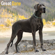 Great Dane Euro By Avonside Publishing