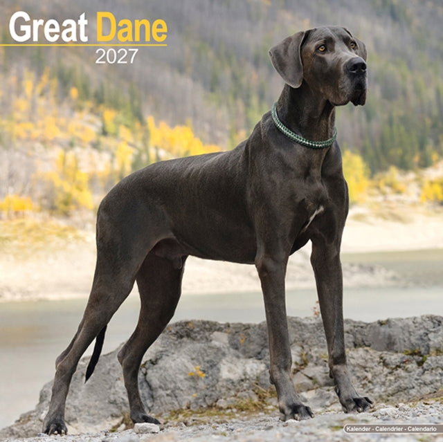 Great Dane Euro By Avonside Publishing