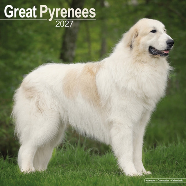 Great Pyrenees By Avonside Publishing
