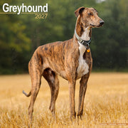 Greyhound By Avonside Publishing