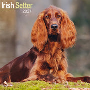 Irish Setter By Avonside Publishing
