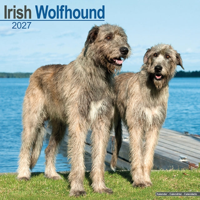 Irish Wolfhound By Avonside Publishing