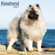 Keeshond By Avonside Publishing