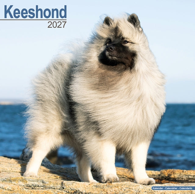 Keeshond By Avonside Publishing
