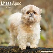 Lhasa Apso By Avonside Publishing