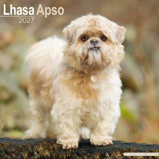 Lhasa Apso By Avonside Publishing