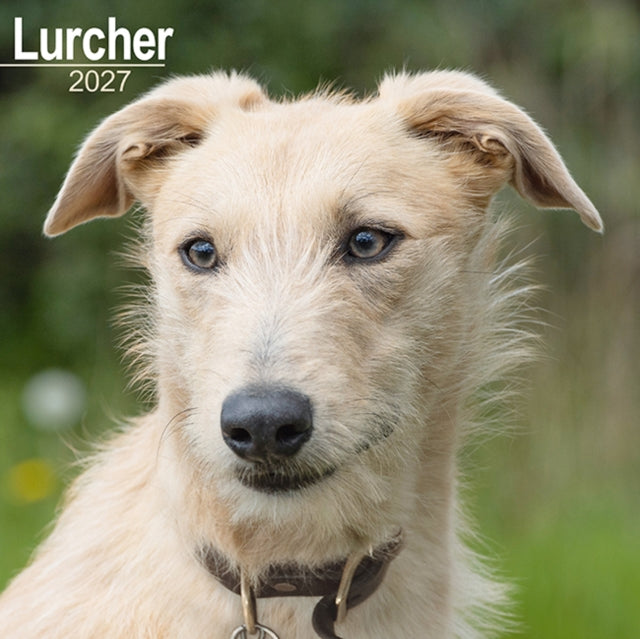 Lurcher By Avonside Publishing