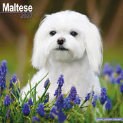 Maltese By Avonside Publishing