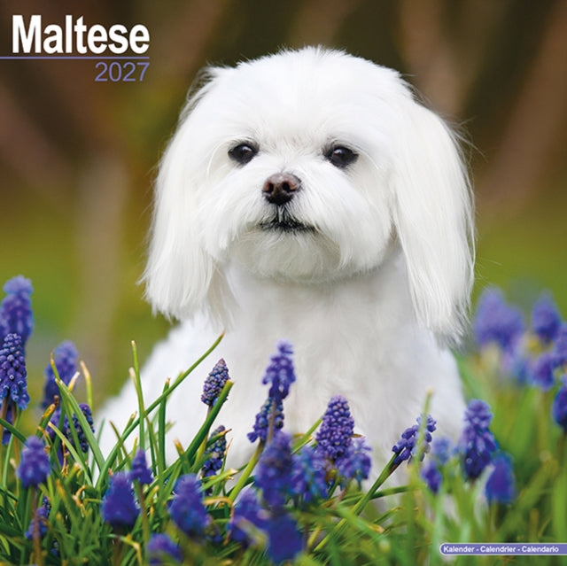 Maltese By Avonside Publishing