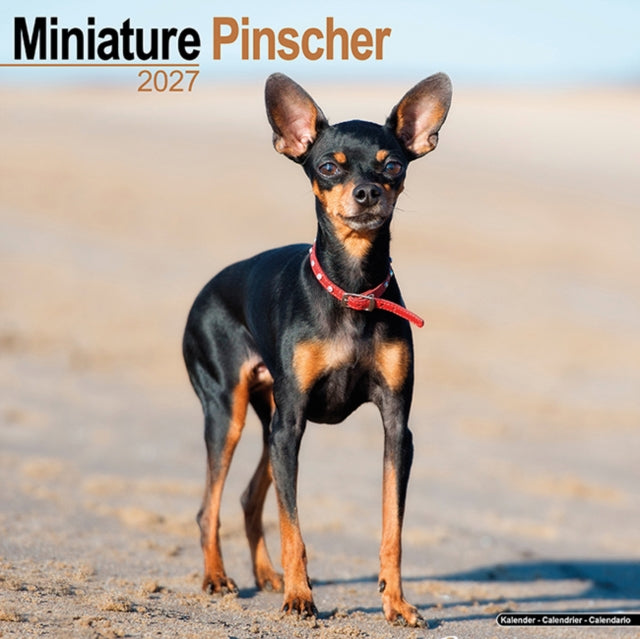 Miniature Pinscher By Avonside Publishing