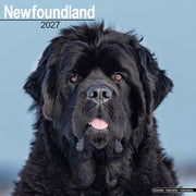 Newfoundland By Avonside Publishing
