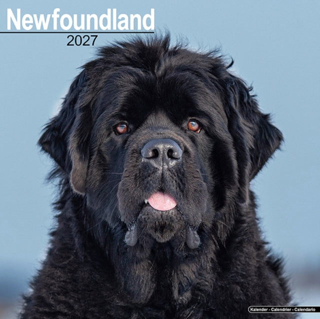Newfoundland By Avonside Publishing