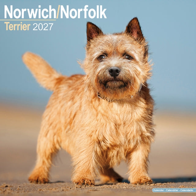 Norwichnorfolk Terrier By Avonside Publishing