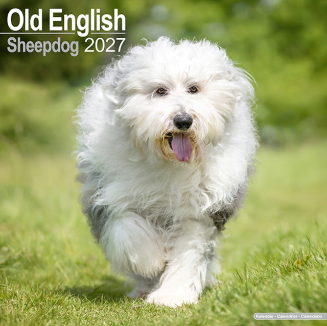 Old English Sheepdog By Avonside Publishing