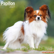 Papillon By Avonside Publishing