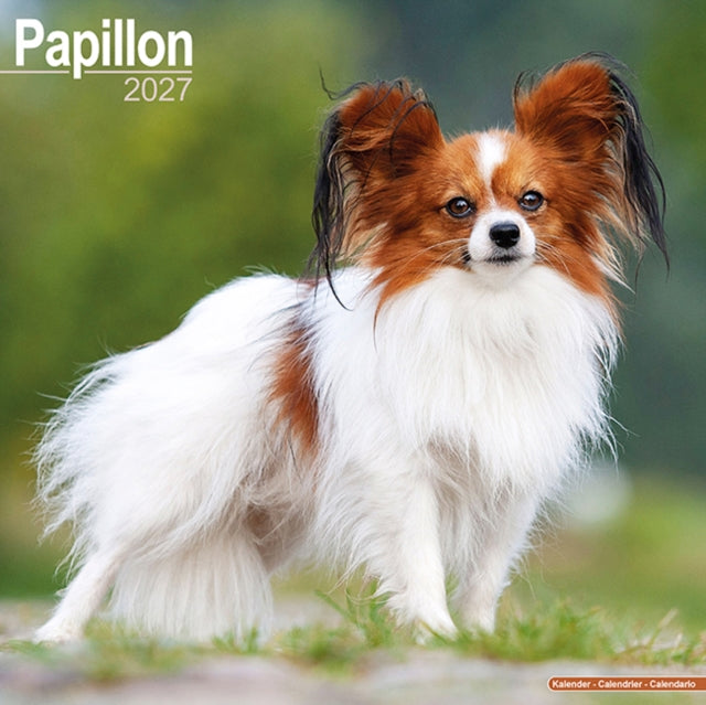 Papillon By Avonside Publishing