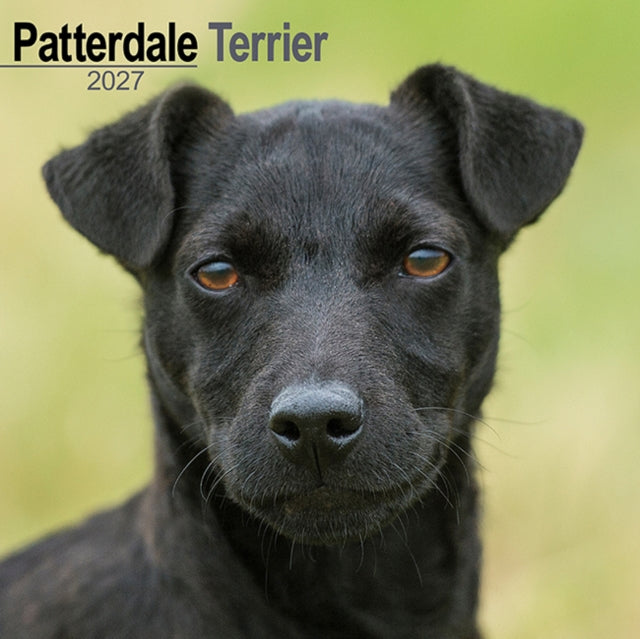Patterdale Terrier By Avonside Publishing