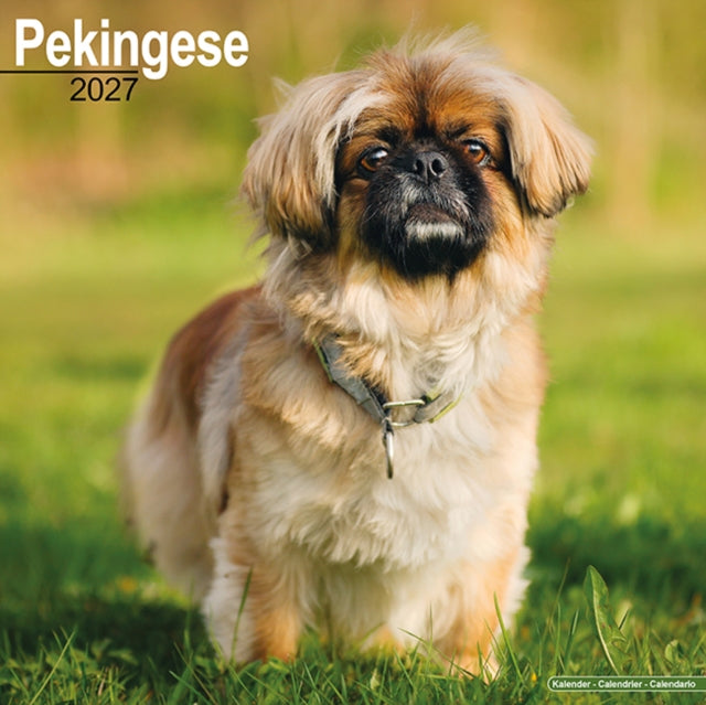 Pekingese By Avonside Publishing