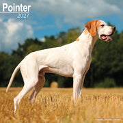 Pointer By Avonside Publishing