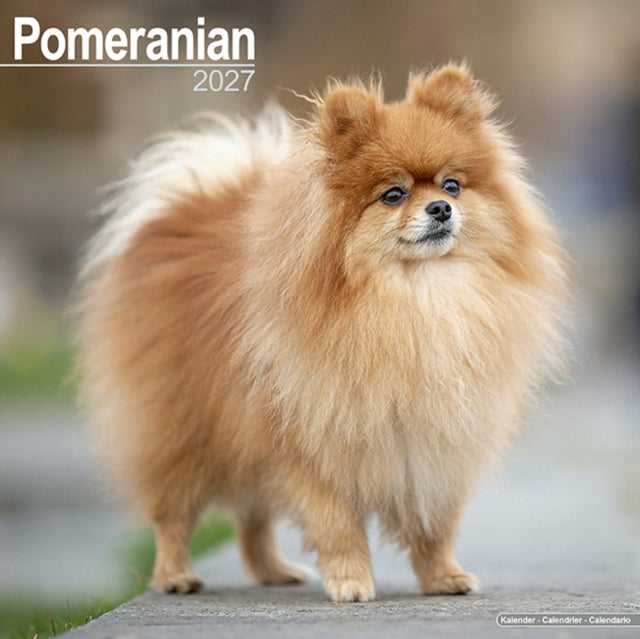 Pomeranian By Avonside Publishing