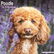 Poodle Toy Miniature By Avonside Publishing