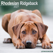 Rhodesian Ridgeback By Avonside Publishing