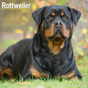 Rottweiler By Avonside Publishing