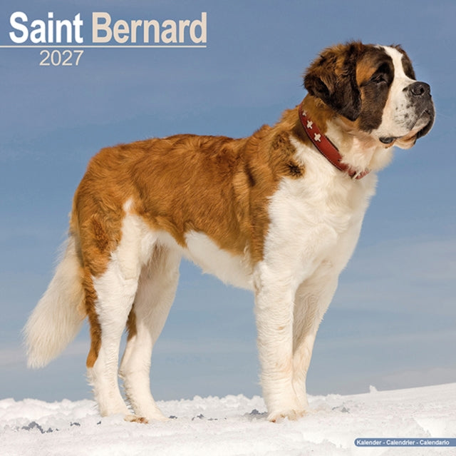 Saint Bernard By Avonside Publishing