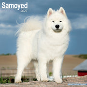 Samoyed By Avonside Publishing