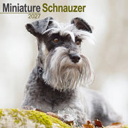 Schnauzer Miniature By Avonside Publishing