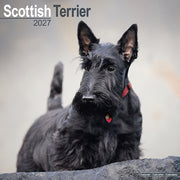 Scottish Terrier By Avonside Publishing