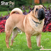 Shar Pei By Avonside Publishing