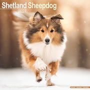 Shetland Sheepdog By Avonside Publishing