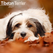 Tibetan Terrier By Avonside Publishing