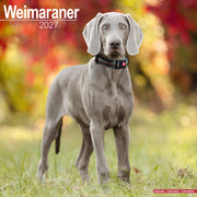 Weimaraner By Avonside Publishing