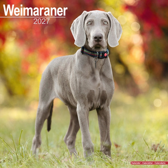 Weimaraner By Avonside Publishing