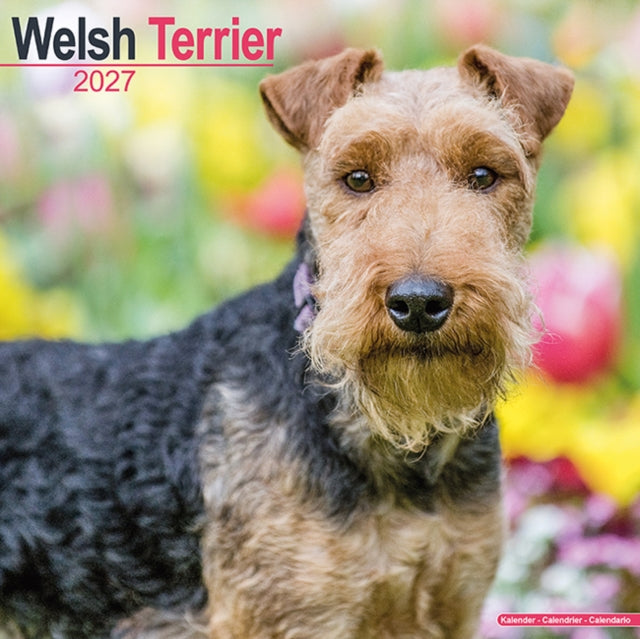 Welsh Terrier By Avonside Publishing