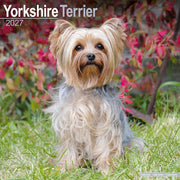Yorkshire Terrier By Avonside Publishing