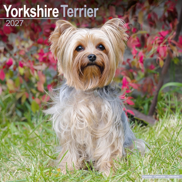 Yorkshire Terrier By Avonside Publishing