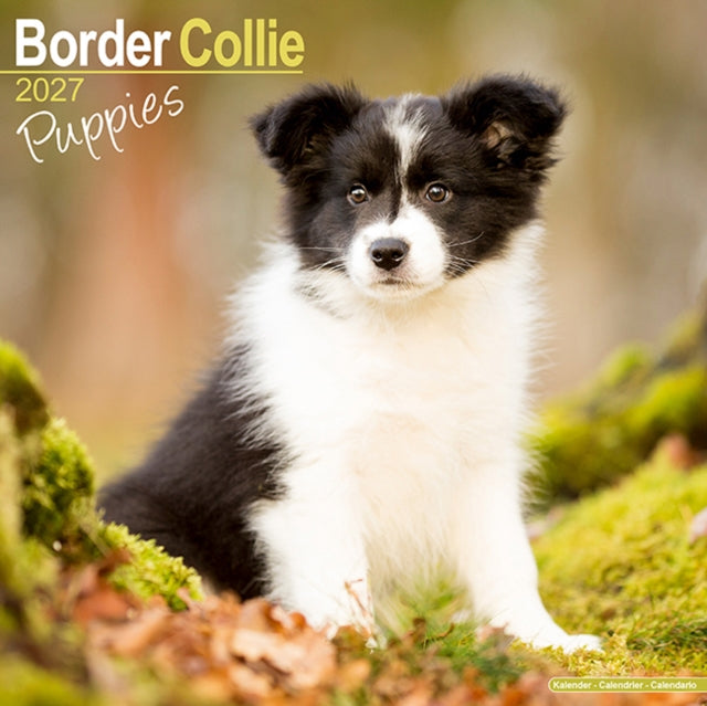 Border Collie Puppies By Avonside Publishing