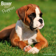 Boxer Puppies By Avonside Publishing