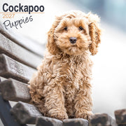Cockapoo Puppies By Avonside Publishing