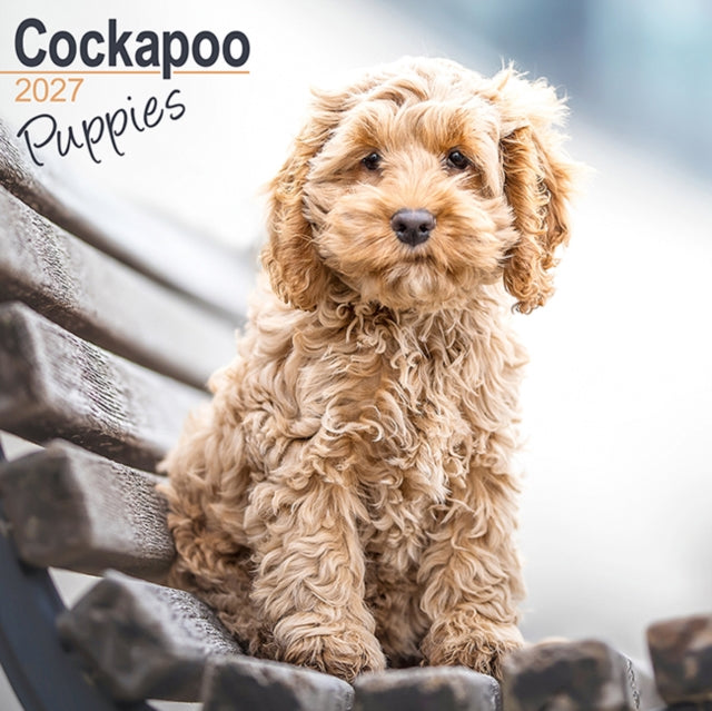 Cockapoo Puppies By Avonside Publishing