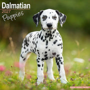 Dalmatian Puppies By Avonside Publishing