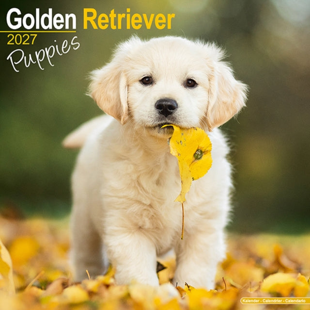 Golden Retriever Puppies By Avonside Publishing