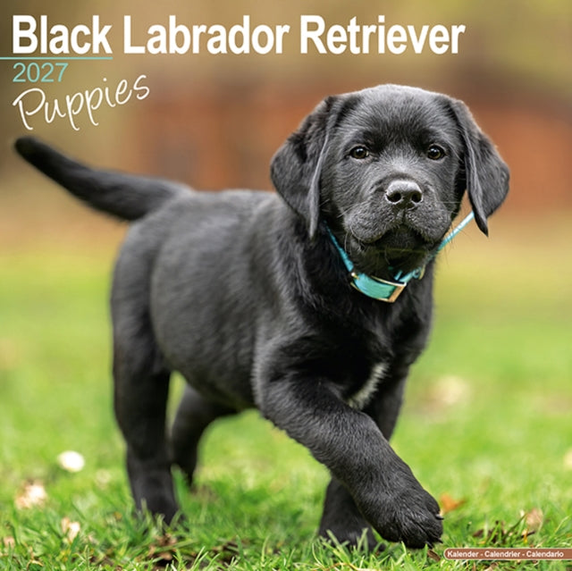 Black Labrador Puppies By Avonside Publishing
