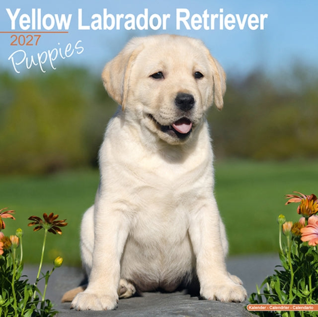 Yellow Labrador Puppies By Avonside Publishing