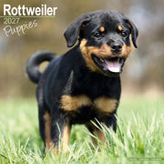 Rottweiler Puppies By Avonside Publishing